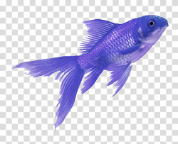Purple aesthetic , blue fish transparent background PNG ...