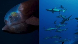 Blue Planet viewers loseminds over fish that has a ...