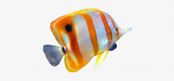 Colorful Fish Png - Fish Png Transparent PNG - 453x332 ...