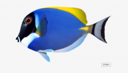 Фотки Colorful Fish, Tropical Fish, Stone Art, Lagos, - Mrs ...