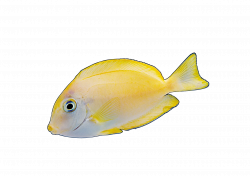 Angelfish Yellow Red - Colorful fish png download - 1754 ...