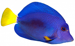 Cute Colorful Fish PNG Transparent Image #19 - Free ...