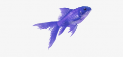 Fish Colorful Tumblr Aesthetic - Purple Fish Png Transparent ...