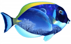 Colorful Fish PNG Transparent Image #9 - Free Transparent ...