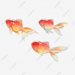Cute Orange Fishes, Orange, Fish, Cute PNG Transparent ...