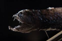 Meet the Deep-Sea Dragonfish. Its Transparent Teeth Are ...