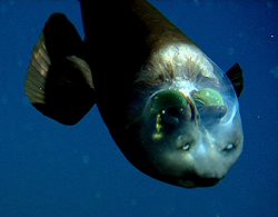 Researchers solve mystery of deep-sea fish with tubular eyes ...