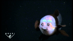 Macropinna microstoma - A deep-sea fish with a transparent head and tubular  eyes
