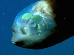 Deep Sea Mysteries To Baffle You - Elite Facts