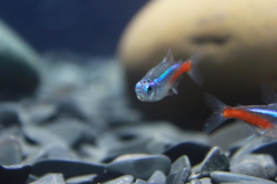 Free picture: transparent, fish, freshwater fish, animal ...