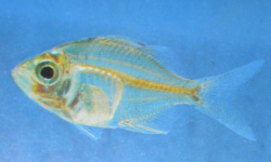 pic of glass fish | PD Photo: Indian Glassfish (Parambassis ...