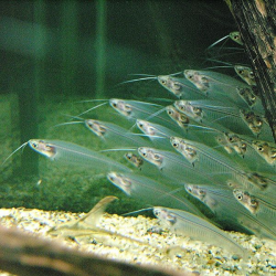 The Glass Catfish or Ghost Fish is a transparent freshwater ...