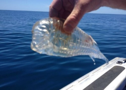 Fantastic transparent fish caught in New Zealand | Oddities