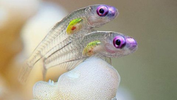 Invisible Fish | Goby fish, Fish, Ocean creatures