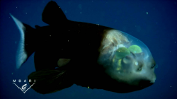 The strange and amazing barreleye fish (Macropinna microstoma)