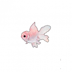 fish pink tumblr cute kawaii overlay overlays...