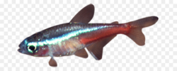 Fish Cartoon png download - 730*359 - Free Transparent Neon ...