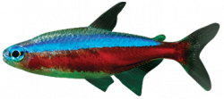 Tetra Fish—Neon Tetra Fish Tanks, Food and More | PetSmart ...