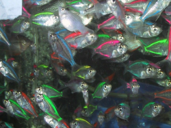 neon transparent fish | Beautiful sea creatures, Transparent ...
