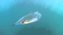 Transparent Mystery Fish