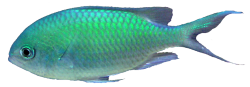 fish ocean sea good night png transparent i-sea-what-you-did ...