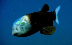 This Deep-Sea Fish Sports An Incredibly Unusual See-Through ...