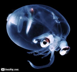 Rare Transparent Animals | Deep sea creatures, Ocean ...