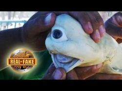 TRANSPARENT FISH - real or fake? - YouTube | Transparent ...