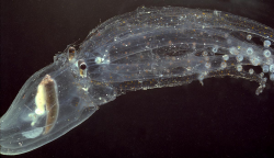 15 transparent animals that you won\'t believe are real
