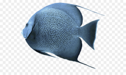 Fish Cartoon clipart - Fish, transparent clip art