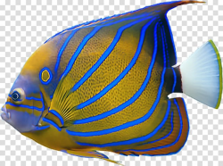 Portable Network Graphics JPEG Saltwater fish Desktop ...