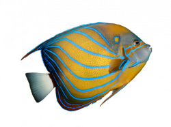 Fish - Boston Aquariums