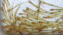 Shirouo | JapanVisitor Japan Travel Guide