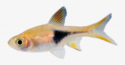 Real Fish Png Hd - Small Fish Transparent Background - Free ...