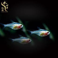 Easy Breeding South American Red Belly Glass Fish Live Small ...