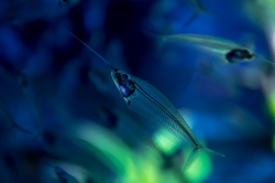 Detail of sea world. beautiful transparent small fish Photo ...