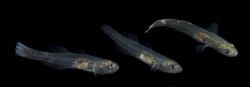 Gobiopterus semivestitus (Munro, 1949), Glassgoby