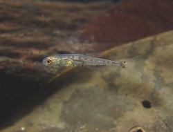 Boldly in the open. The small and translucent characin ...