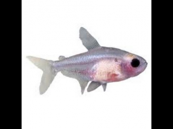 Transparent Clear Fish (Red belly x ray tetra) - YouTube