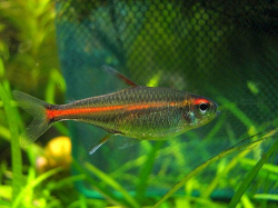 5 Most Popular Tetra Fish Types | Home Aquaria