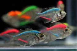 Image result for freshwater aquarium fish | Tetra fish ...