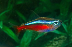 5 Most Popular Tetra Fish Types | Home Aquaria