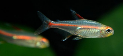 Tetra Fish Care - Everything You Need to Know about Tetra