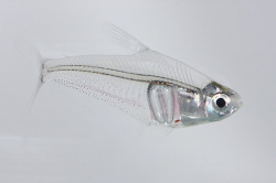 Leptagoniates pi - Triangle Glass Tetra | Tetra fish ...