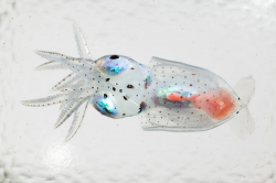 Pictures: Take a Look Through Nature\'s Most Transparent ...