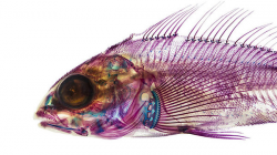 Translucent Pigmented Fish Art : Transparent Fish