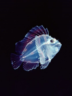 Translucent Creatures | Beautiful sea creatures, Deep sea ...