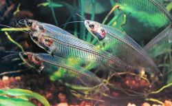 The Transparent Catfish | Glass catfish, Freshwater fish ...