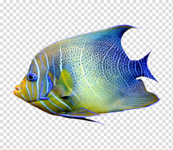 Coral Reef, Angelfish, Aquarium, Tropical Fish, Marine ...
