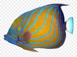 Marine Fish Clipart Transparent Fish - Tropical Fish - Png ...